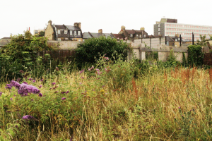 Cricket green .png - Green Space in the Heart of Forest Gate